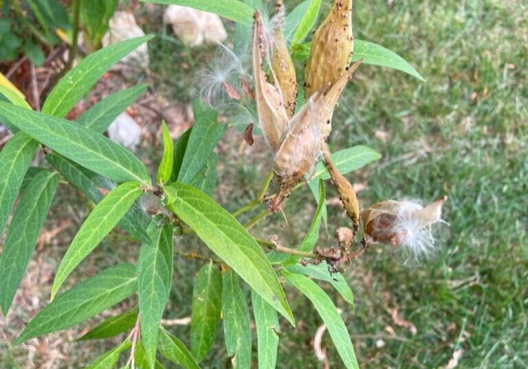 Milkweed in August